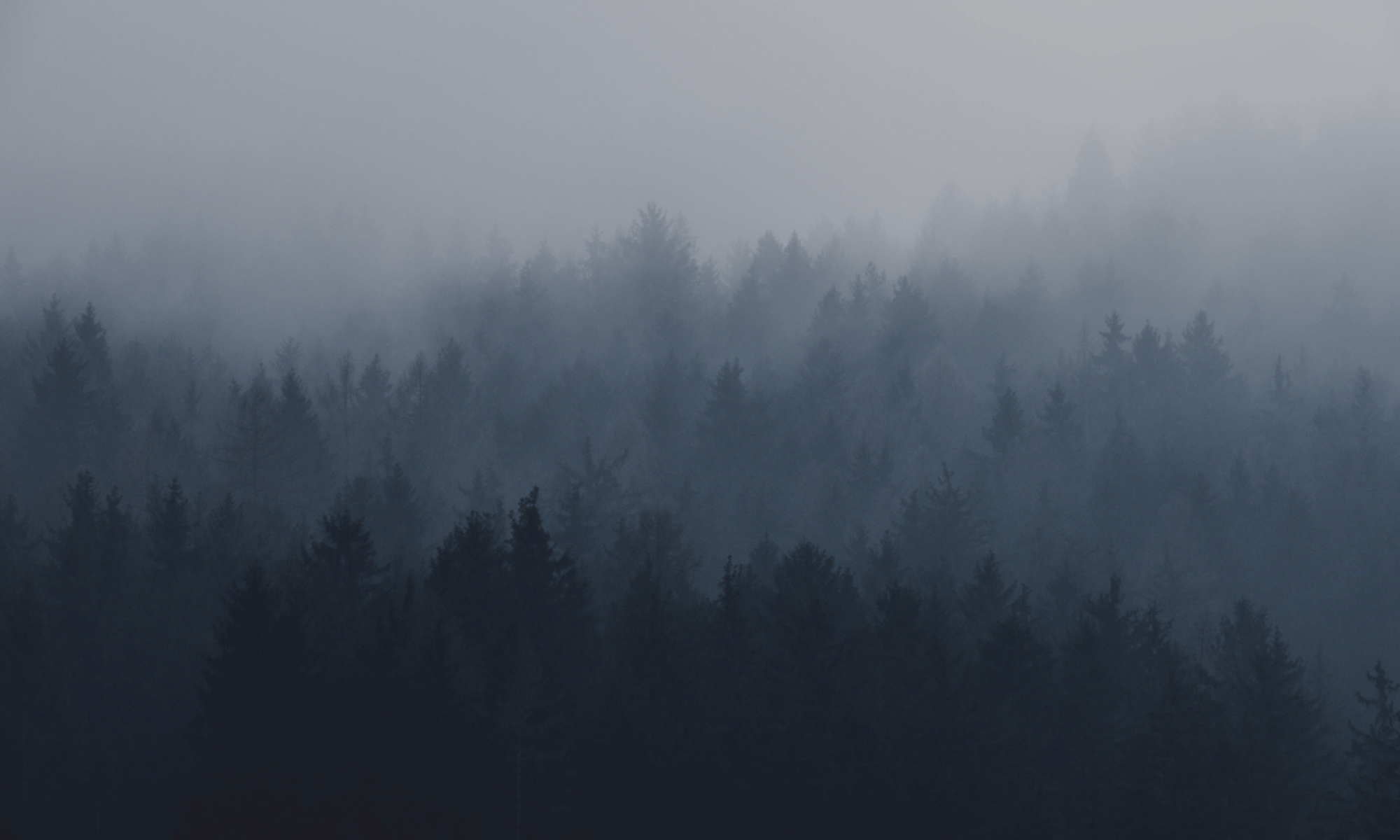 dark layers of forest treetops fading into grey mist